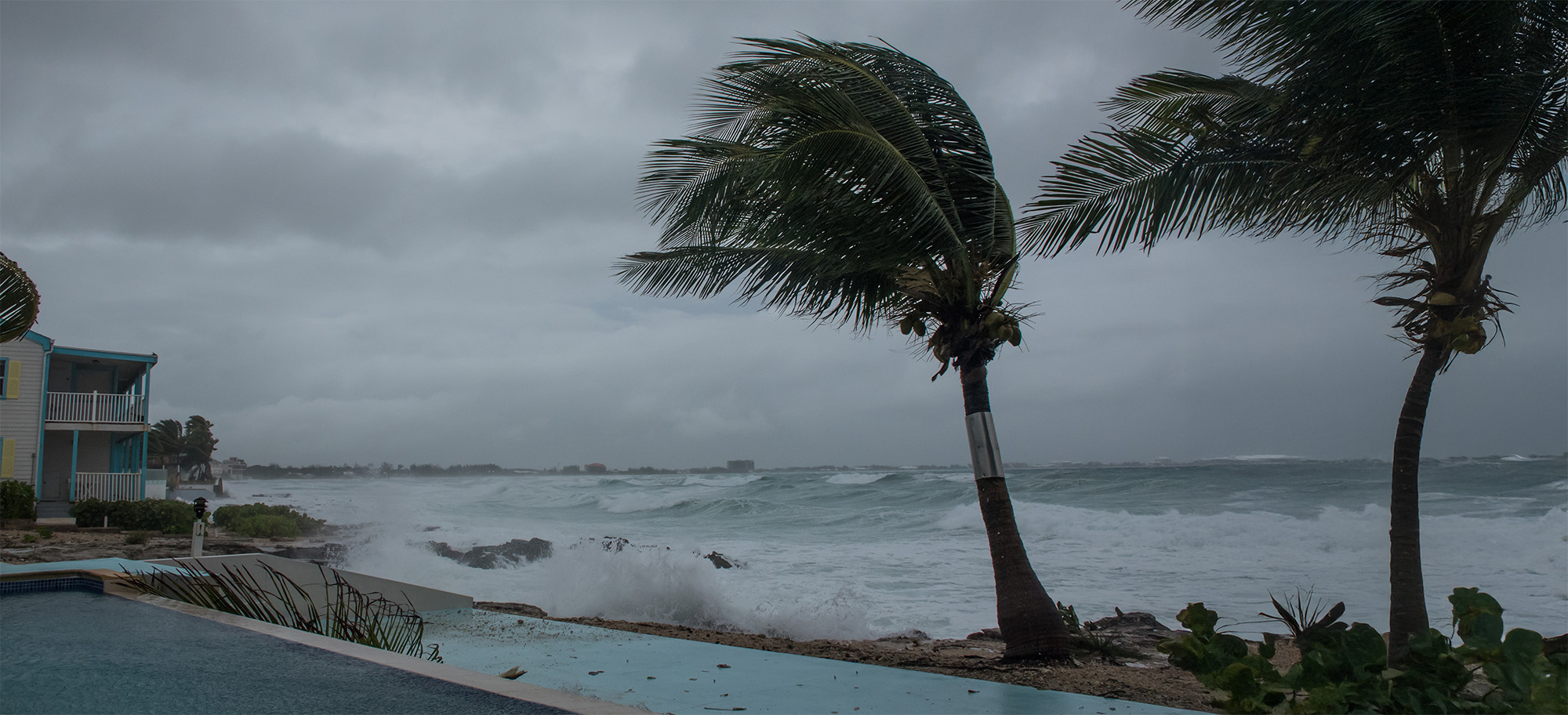 A palm tree getting blown around by hurricane Zeta as waves crash onto the shore
