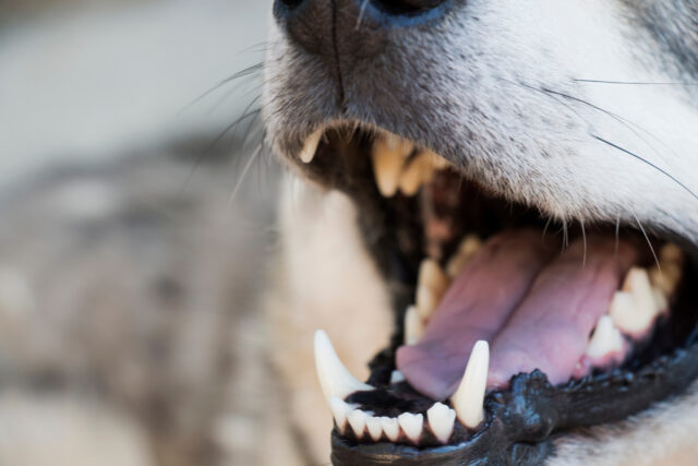 dog mouth open